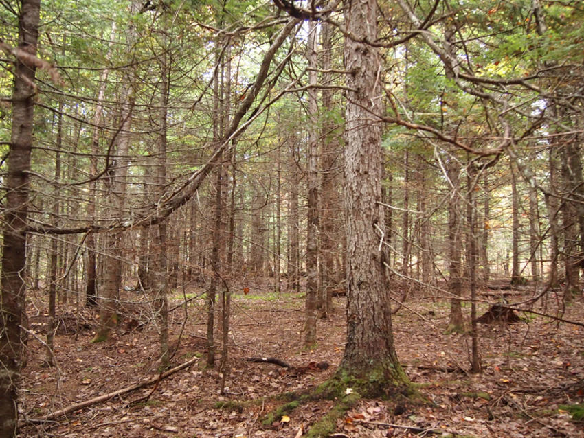 Canadian Land For Sale in Ontario, Nova Scotia, and New Brunswick