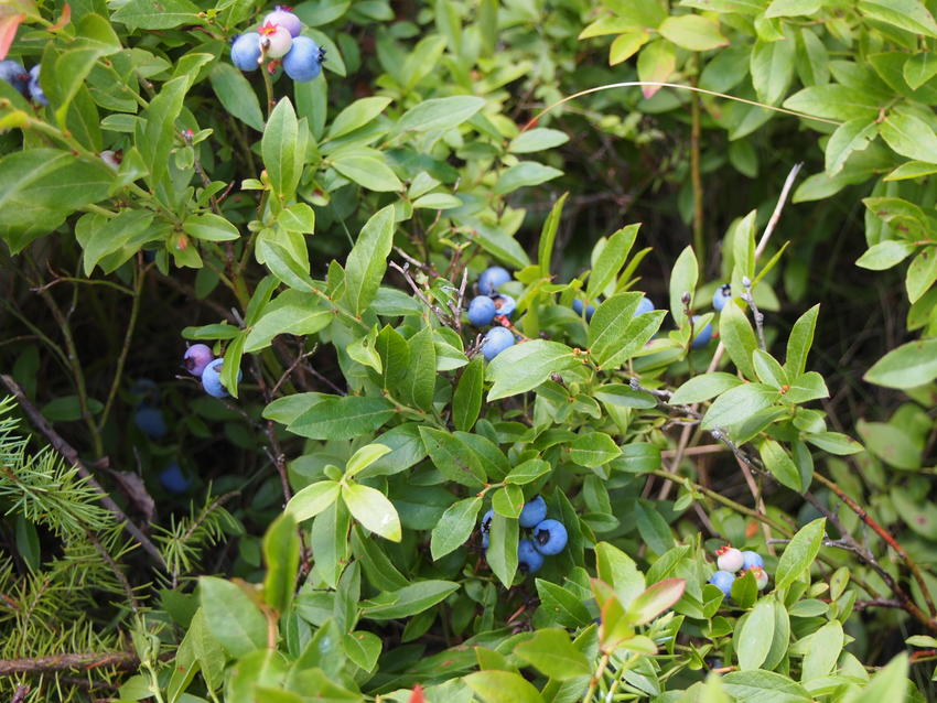 Canadian Land For Sale in Ontario, Nova Scotia, and New Brunswick