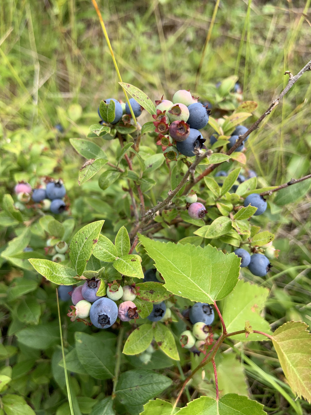 Canadian Land For Sale in Ontario, Nova Scotia, and New Brunswick
