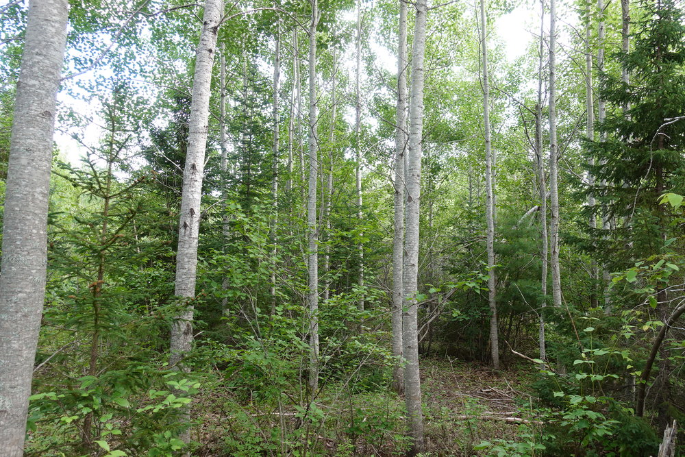 Canadian Land For Sale in Ontario, Nova Scotia, and New Brunswick