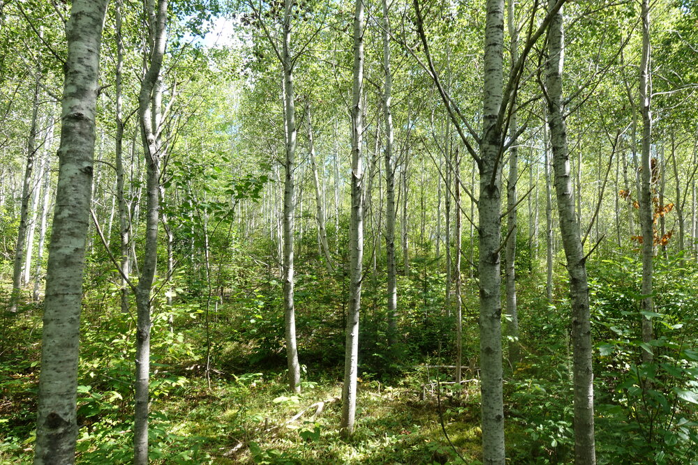Canadian Land For Sale in Ontario, Nova Scotia, and New Brunswick
