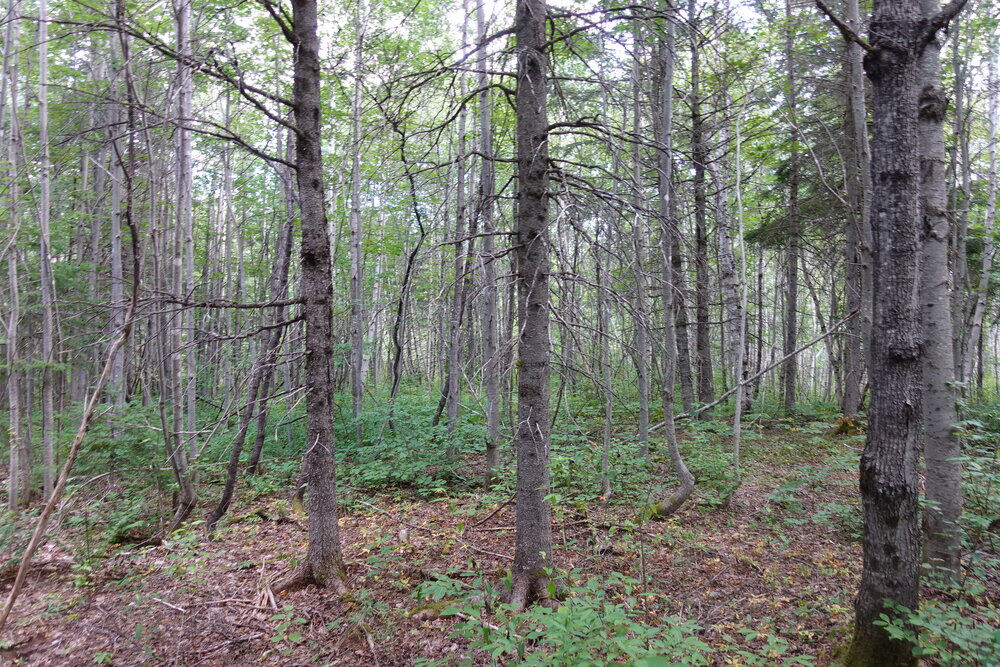 Canadian Land For Sale in Ontario, Nova Scotia, and New Brunswick