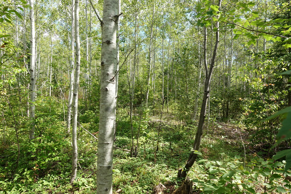 Canadian Land For Sale in Ontario, Nova Scotia, and New Brunswick