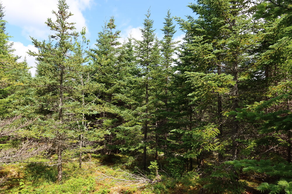 Canadian Land For Sale in Ontario, Nova Scotia, and New Brunswick