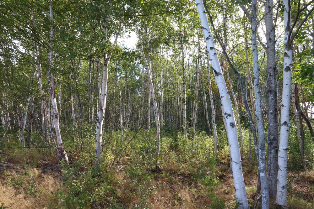 Canadian Land For Sale in Ontario, Nova Scotia, and New Brunswick